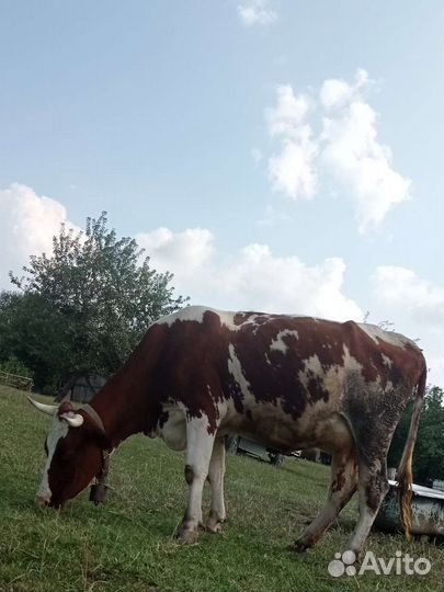 Коровы и телята