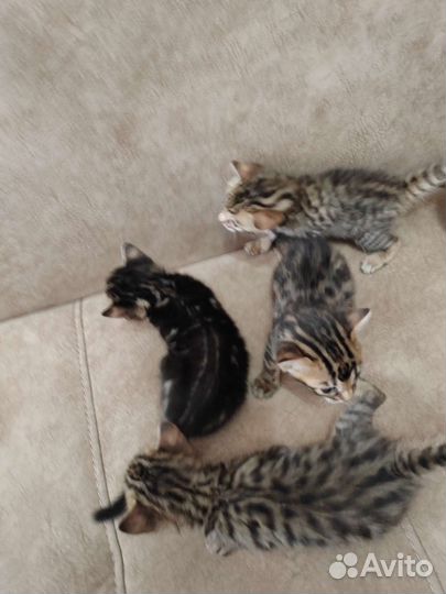 Бенгальские котята