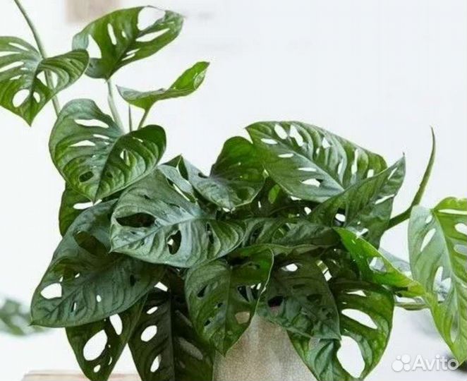 Монстера Obliqua Monkey Mask