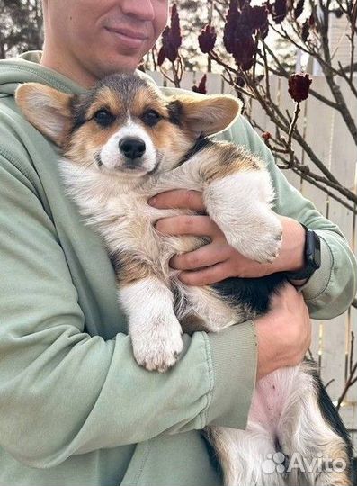 Вельш корги пемброк щенки