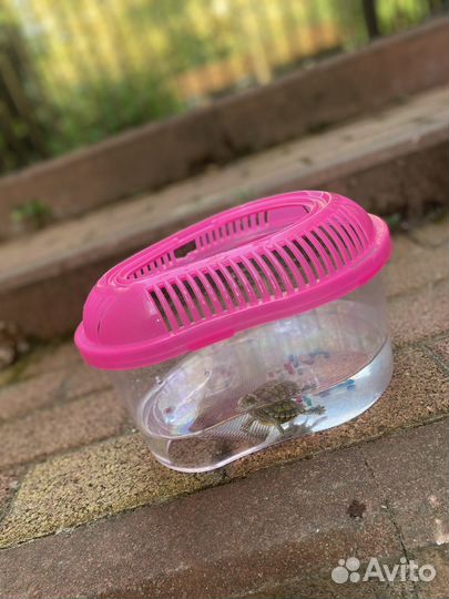 Черепашка красноухая