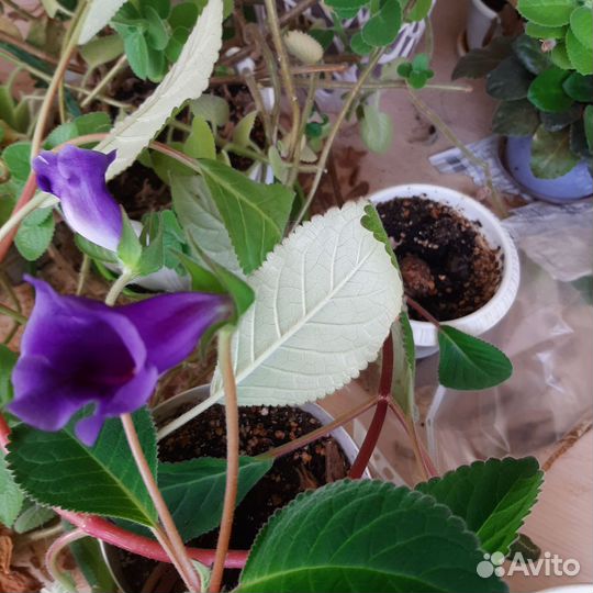 Глаксинья(колокольчики)