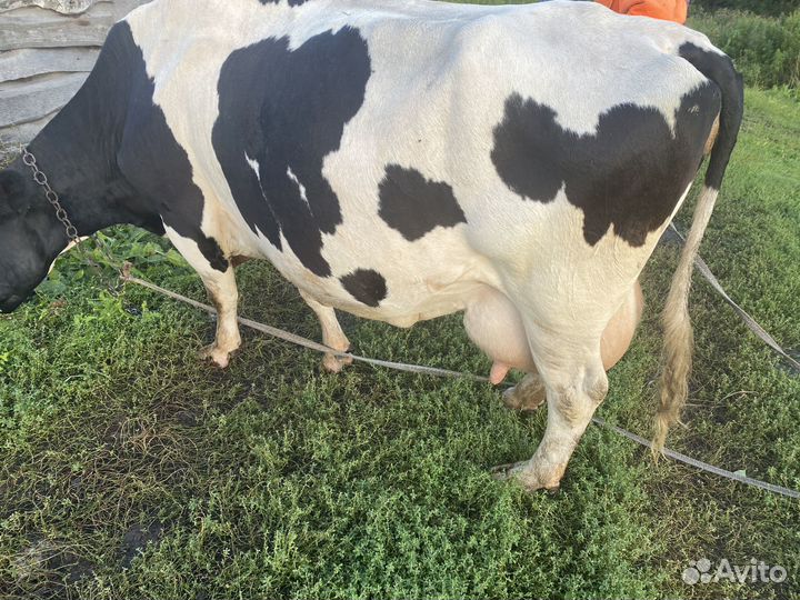Продам молочную корову