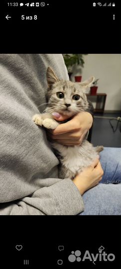 Кошка котёнок 3,5мес ищет дом