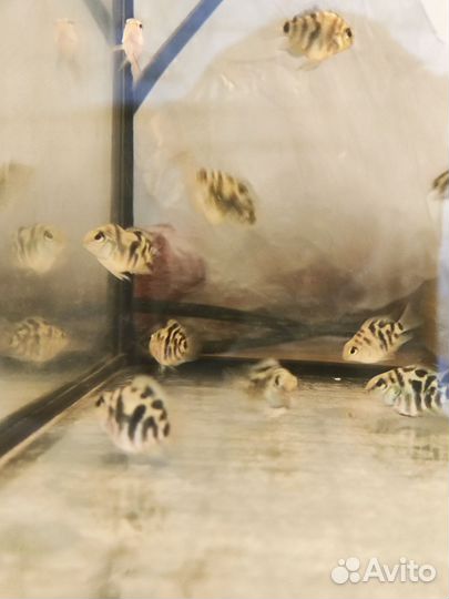 Малек Попугай сапфировый