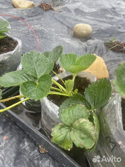 Рассада клубники