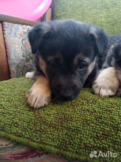 Щенок двортерьера, девочка