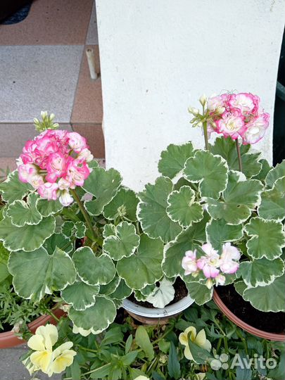 Пеларгония герань сортовая