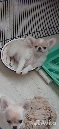 Чихуахуа мальчики