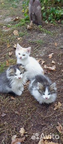 Котята(2 котика) и одна кошечка