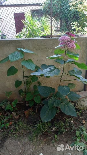 Цветы уличные