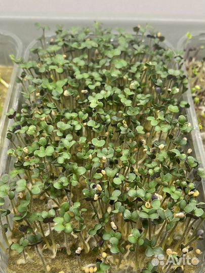 Микрозелень горчицы