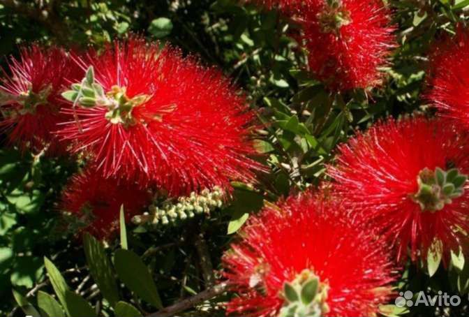 Калистемон