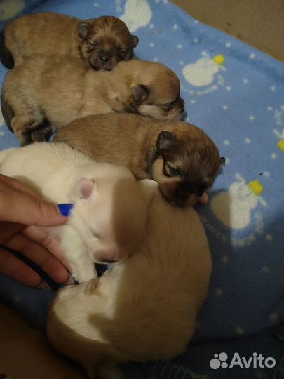 Щенки шпица