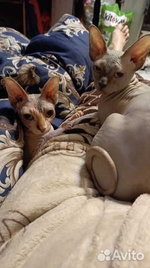 Канадский сфинкс котенок