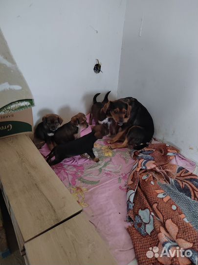 Щенки ищут новый дом