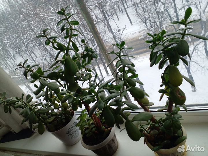 Толстянка или денежное дерево