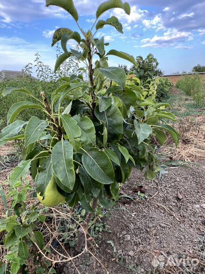 Саженцы Колоновидной Груши