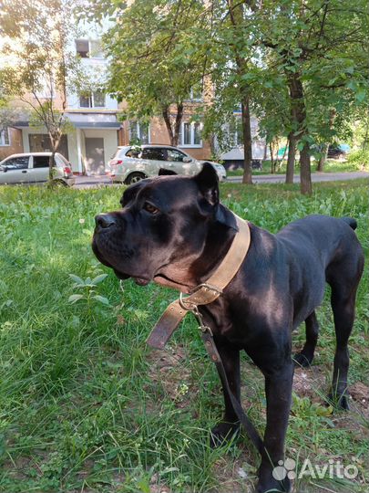 Кане Корсо в добрые руки