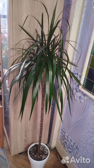 Пальма Драцена 120см, большая, пышная