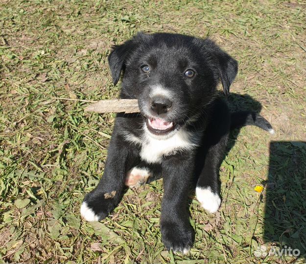 Отдам щенков в добрые руки бесплатно