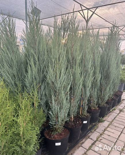 Можжевельник