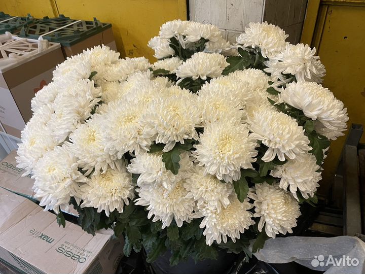 Хризантема шаровидная букет из зрищантемы