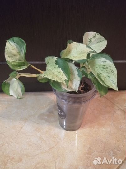 Комнатные растения 5