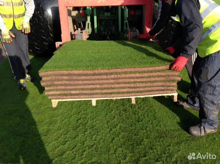 Газон рулонный с укладкой в наличии