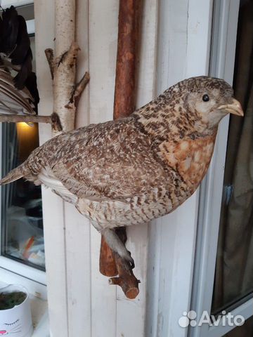 Чучела глухаря и глухарки