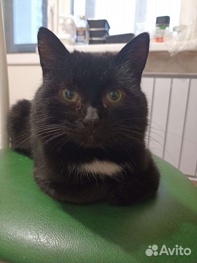 Британский кот