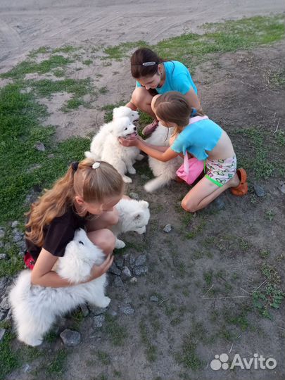 Самоедская лайка щенки