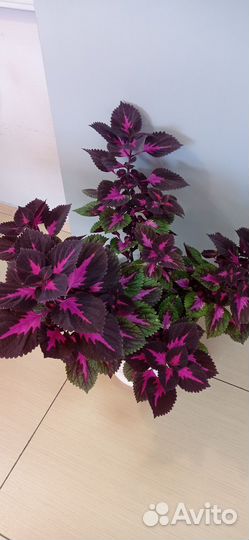 Колеус фиолетовый в горшке 0.3 литра