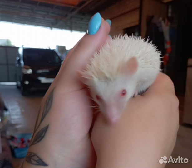 Африканский ежик (Альбинос)