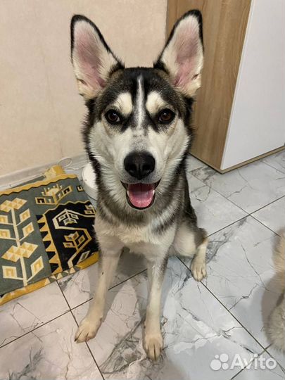 Сибирский хаски