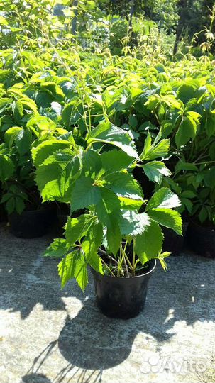 Виноград девичий