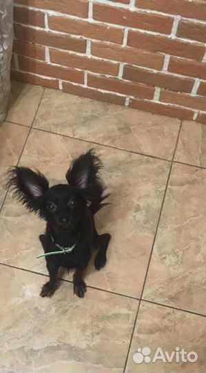 Вязка той-терьер кобель