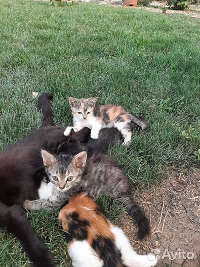 Котята в добрые руки