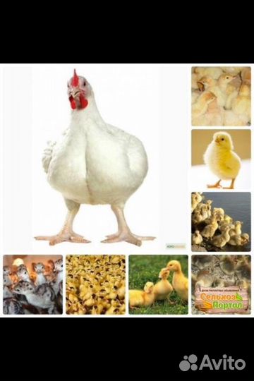 Утята гусята