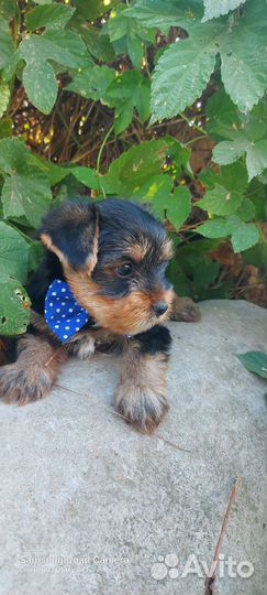 Йоркширский Терьерище