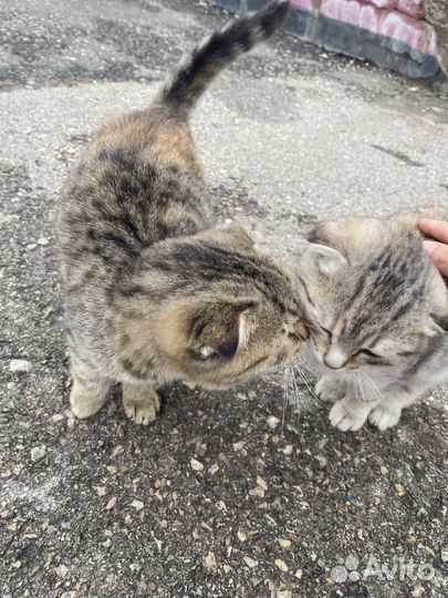 Вислоухие котята в добрые руки