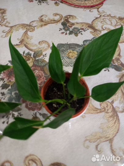 Антуриум зизу