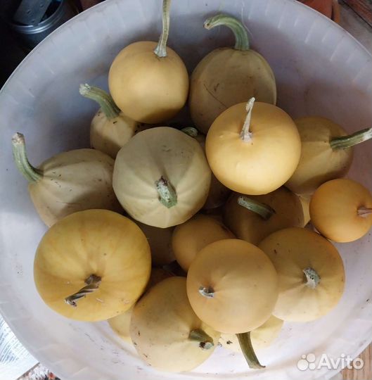 Тыква декоративная