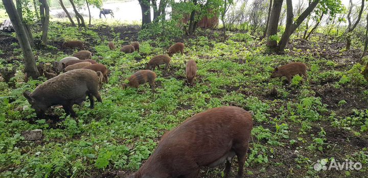 Место для отдыха, с/х животные