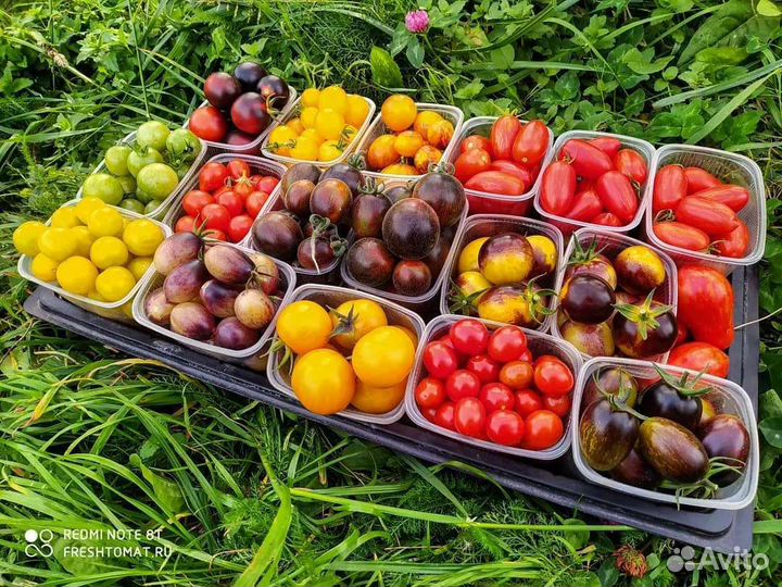 Продаю семена коллекционных томатов и перцев