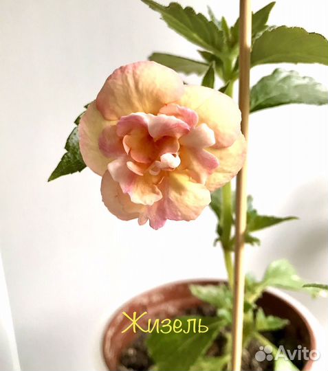 Ахименесы