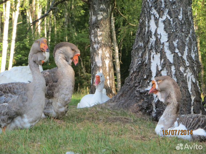Гуси Холмогоры