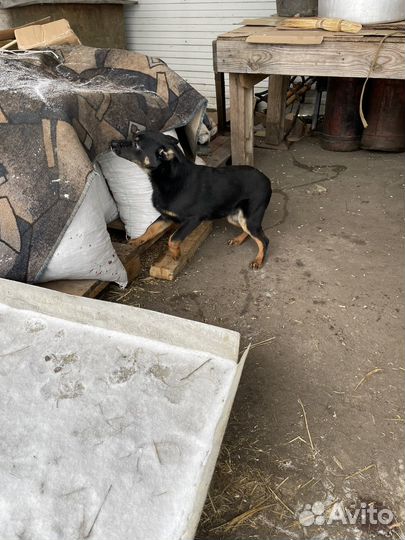 Пастушья собака