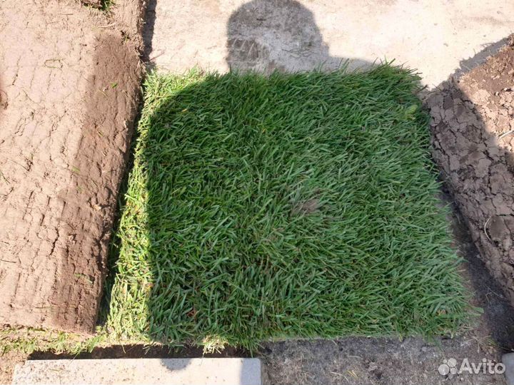 Рулонный газон с гарантией от производителя