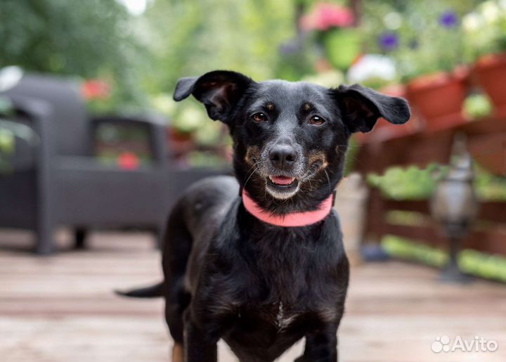 Джина мелкаш в добрые руки